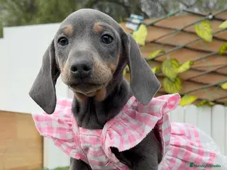 Teckel Miniatura perros TECKEL MINIATURA - Anuncio 4