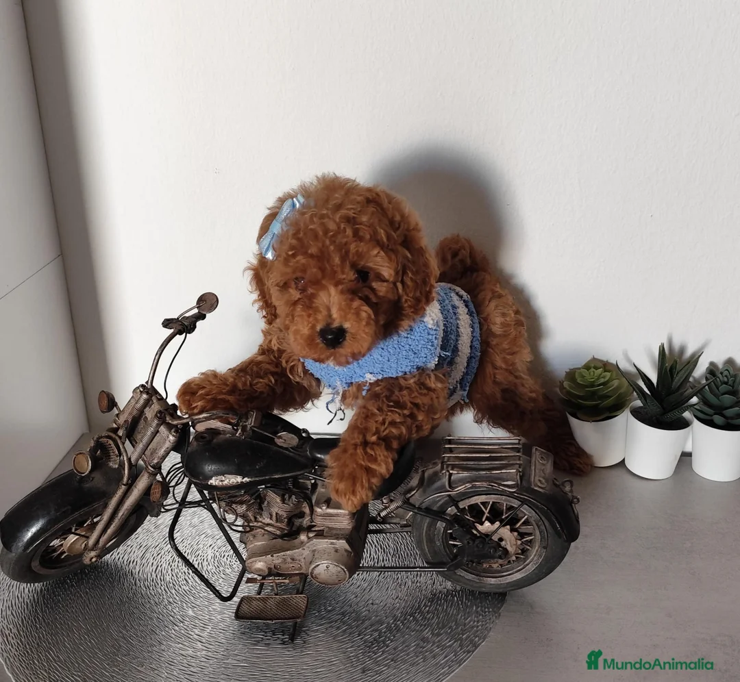 Caniche Toy perros en venta: CANICHE HEMBRA ROJA  en Madrid - Anuncio 3