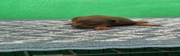 Pinscher Miniatura perros en venta: cachorros de mini pinscher  - Anuncio 3
