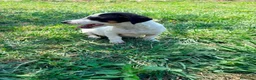 Jack Russell Terrier perros en venta: Jack Russell Terrier  - Anuncio 4