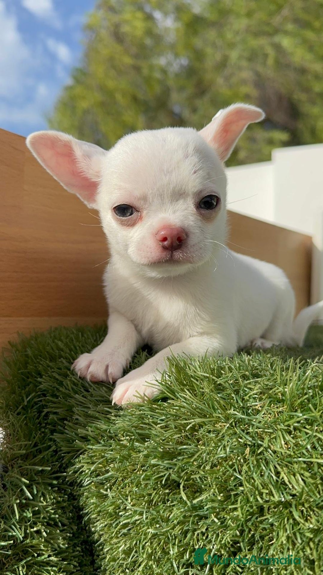 Chihuahua perros en venta: CHIHUAHUA MACHO - Imagen 8