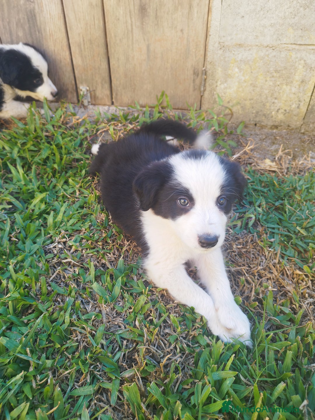 Border Collie perros en venta: Se vende border collie  - Imagen 11