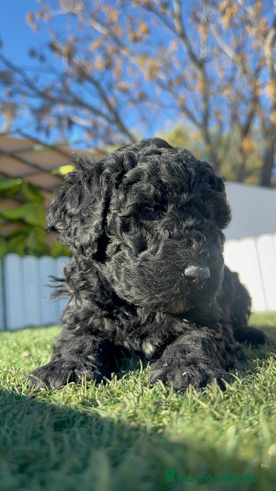 Perro de Agua Español perros en venta: PERRO DE AGUA HEMBRA - Anuncio 12