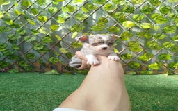 Chihuahua perros en venta: Chihuahua toy  - Anuncio 1