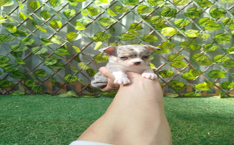 Chihuahua perros Chihuahua toy  - Anuncio 1