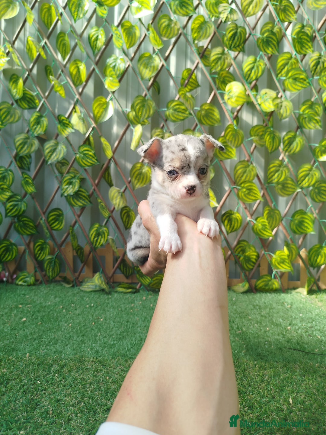 Chihuahua perros en venta: Chihuahua toy  - Anuncio 1