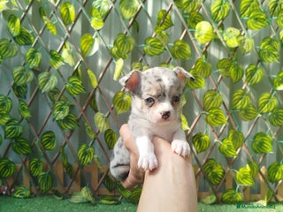 Chihuahua perros Chihuahua toy - Anuncio 2