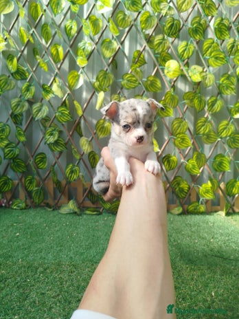 Chihuahua perros Chihuahua toy - Anuncio 1