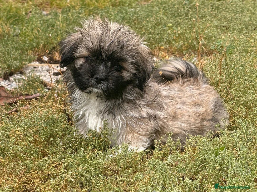 Maltipoo perros en venta: Maltipoo - Anuncio 3