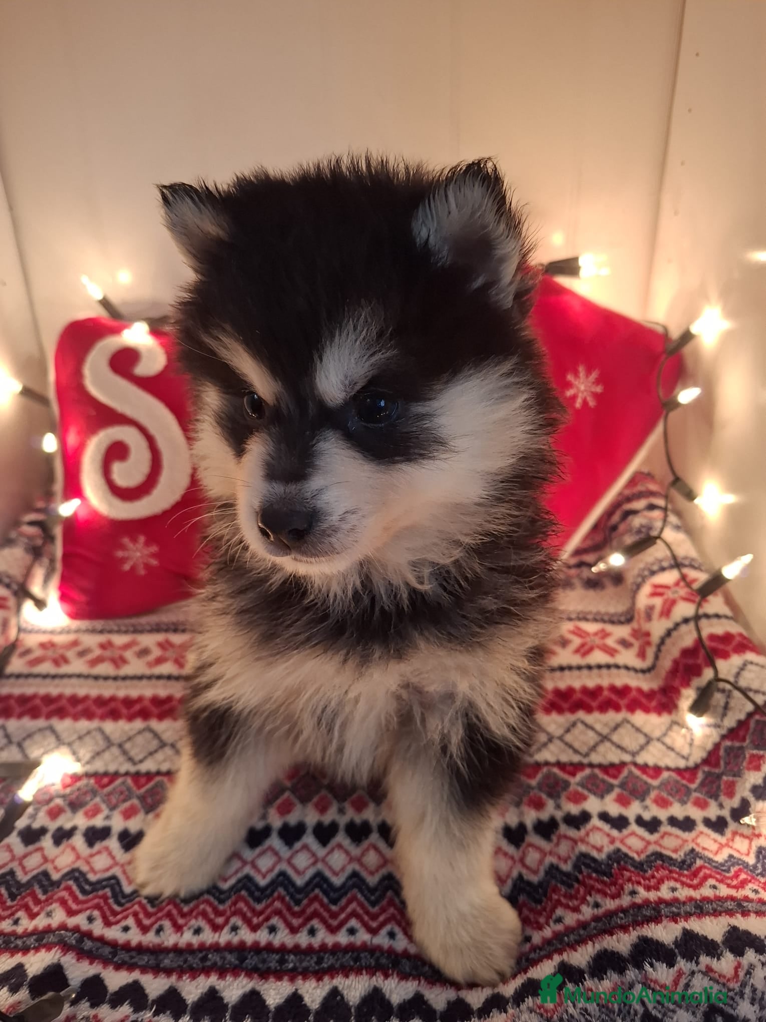 Pomsky perros POMSKY - Anuncio 2