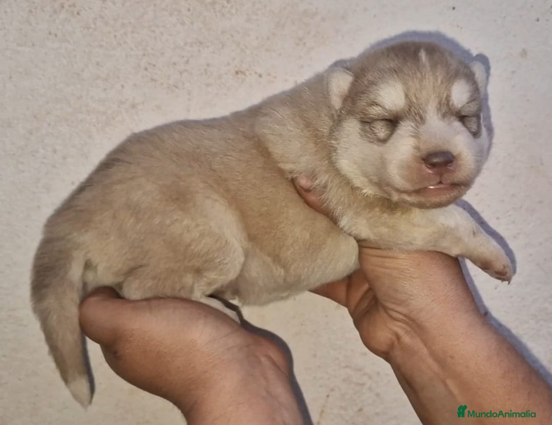 Husky Siberiano perros en venta: cachorros de husky siberiano - Imagen 14
