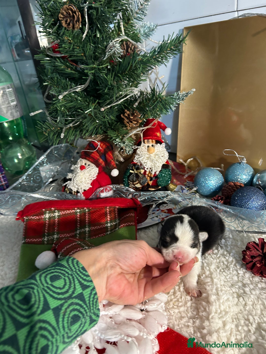 Welsh Corgi Cardigan perros en venta: Corgi - Anuncio 4