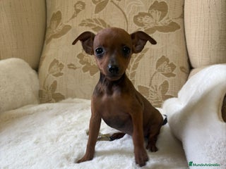 Pinscher Miniatura perros - Anuncio 1