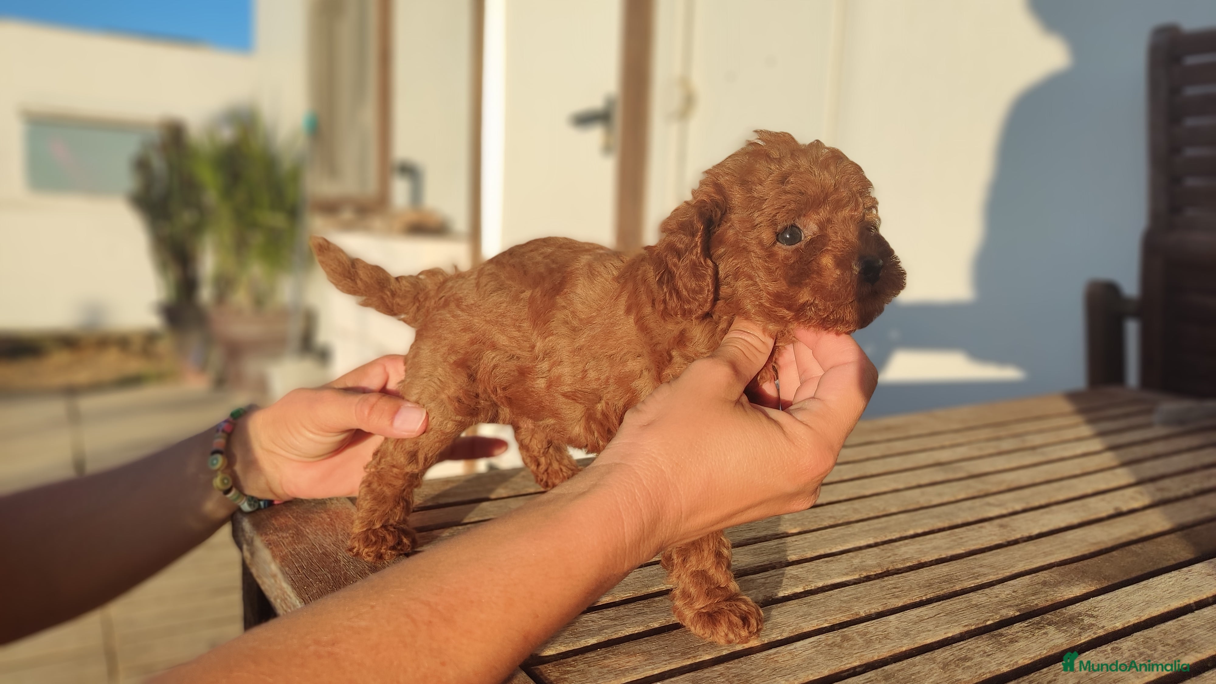 Caniche Enano perros Caniche Toy Rojo enano - Anuncio 2