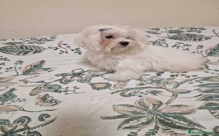 Bichón Maltés perros - Anuncio 2