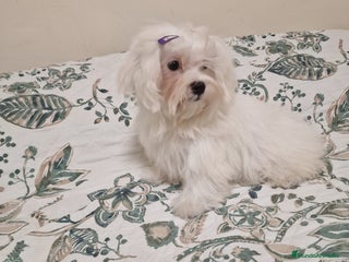 Bichón Maltés perros - Anuncio 9