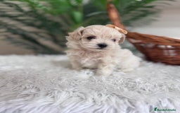 Maltipoo perros en venta: MALTIPOO HEMBRA - Imagen 1