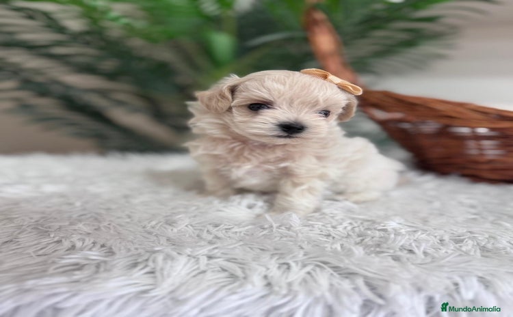 Maltipoo perros - Propaganda 1
