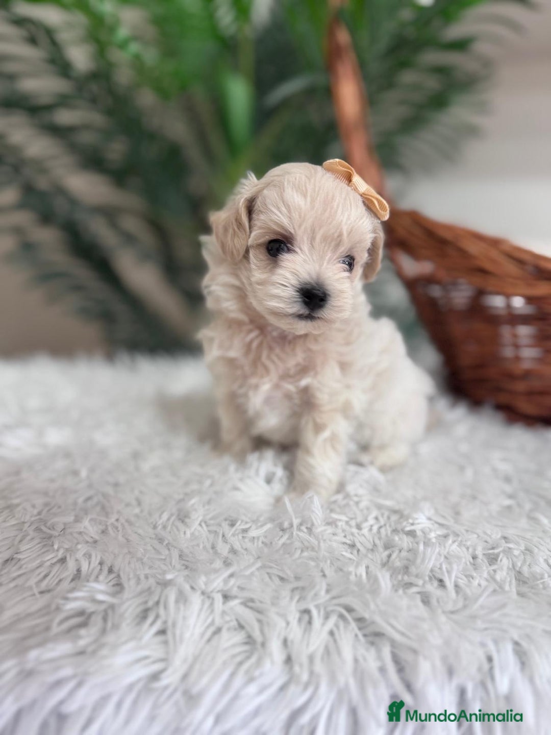 Maltipoo perros en venta: MALTIPOO HEMBRA - Imagen 1