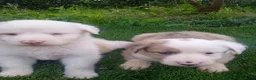 Border Collie perros en venta: Precioso border collie - Anuncio 2