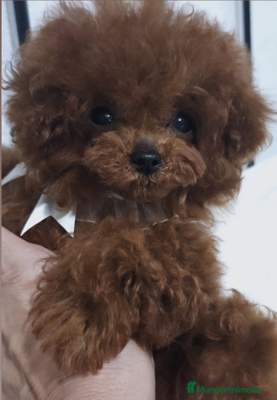 Caniche Toy perros CANICHE ASIÁTICO TEACUP - Anuncio 1