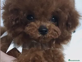 Caniche Toy perros CANICHE ASIÁTICO TEACUP - Anuncio 1