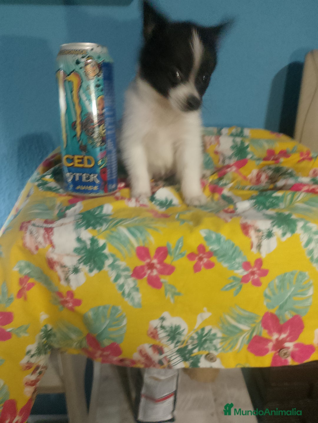 Chihuahua perros en venta: Última hembra de pomchi - Imagen 8