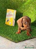 Teckel perros DACHSHUND MINIATURA //// ASTURIAS - Anuncio 5