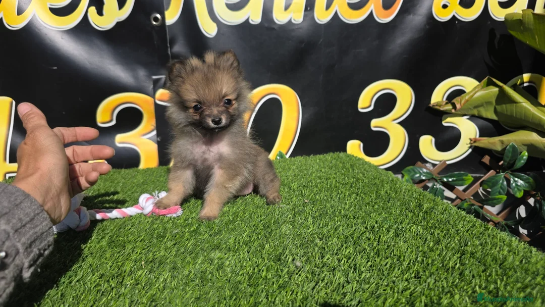Pomerania perros en venta: Pomeranias teacup  - Anuncio 2