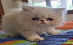 Himalayo gatos en venta: Persa himalayo - Imagen 1