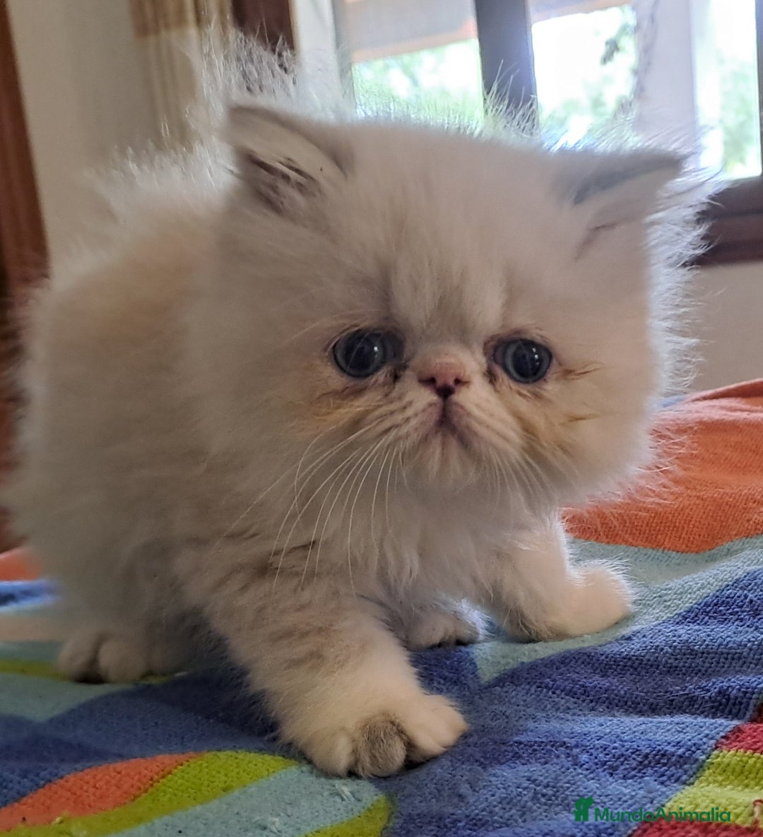 Himalayo gatos en venta: Persa himalayo - Imagen 1