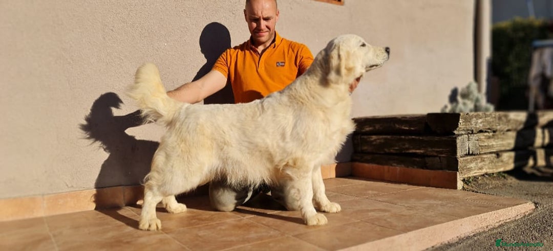 Imagen de galería {{count}}