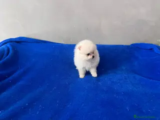 Pomerania perros Lulú de Pomerania en Barcelona - Anuncio 3