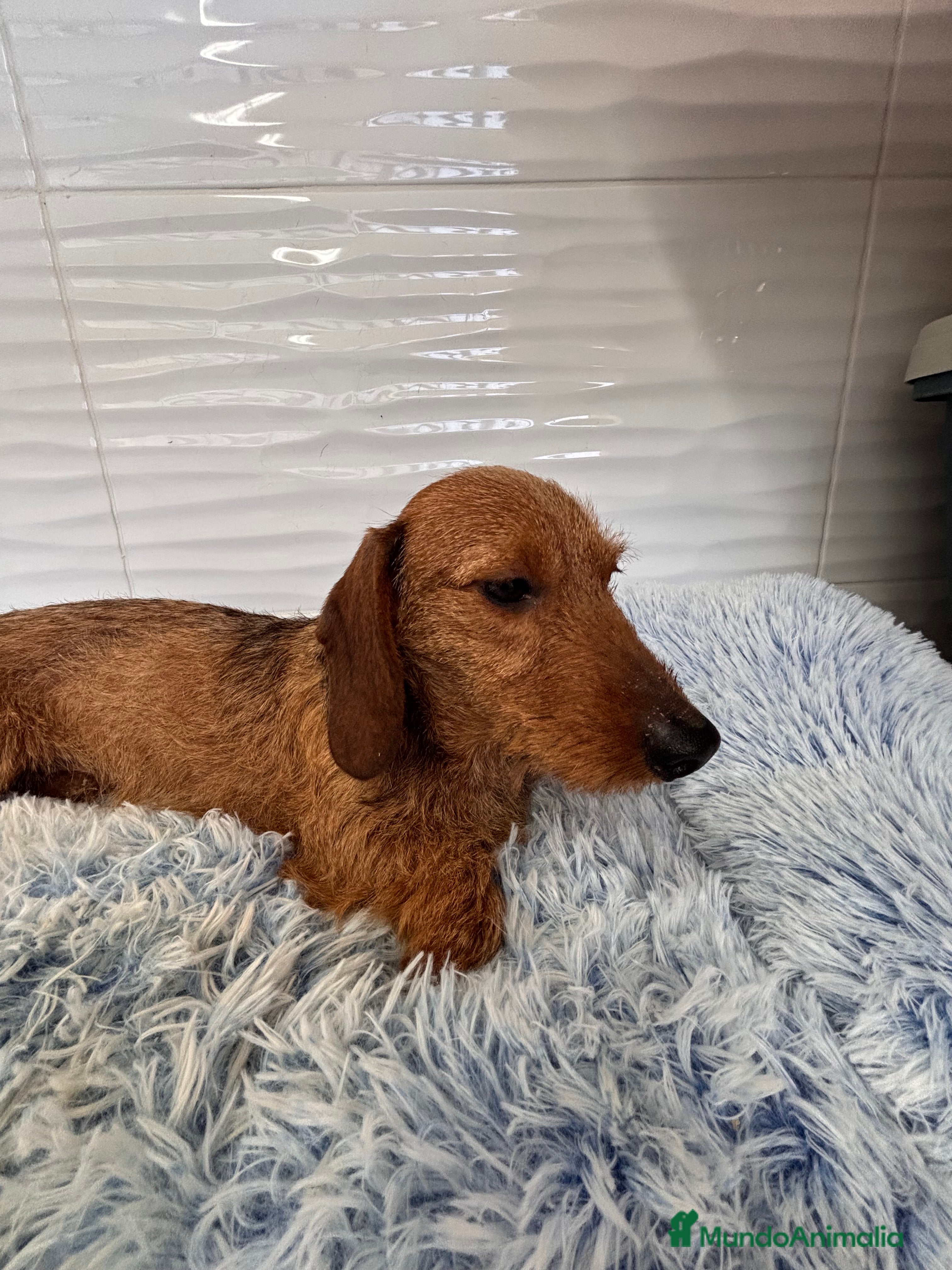 Teckel perros TECKEL KANINCHEN PELO DURO - Anuncio 2