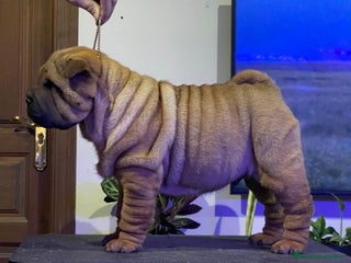 Shar Pei perros en Málaga - Anuncio 16