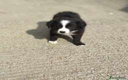 Border Collie perros en venta: Cachorros border collie! - Imagen 5