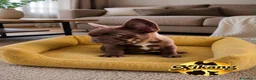 Bulldog Francés perros en venta: Bulldog francés chocolate - Anuncio 2