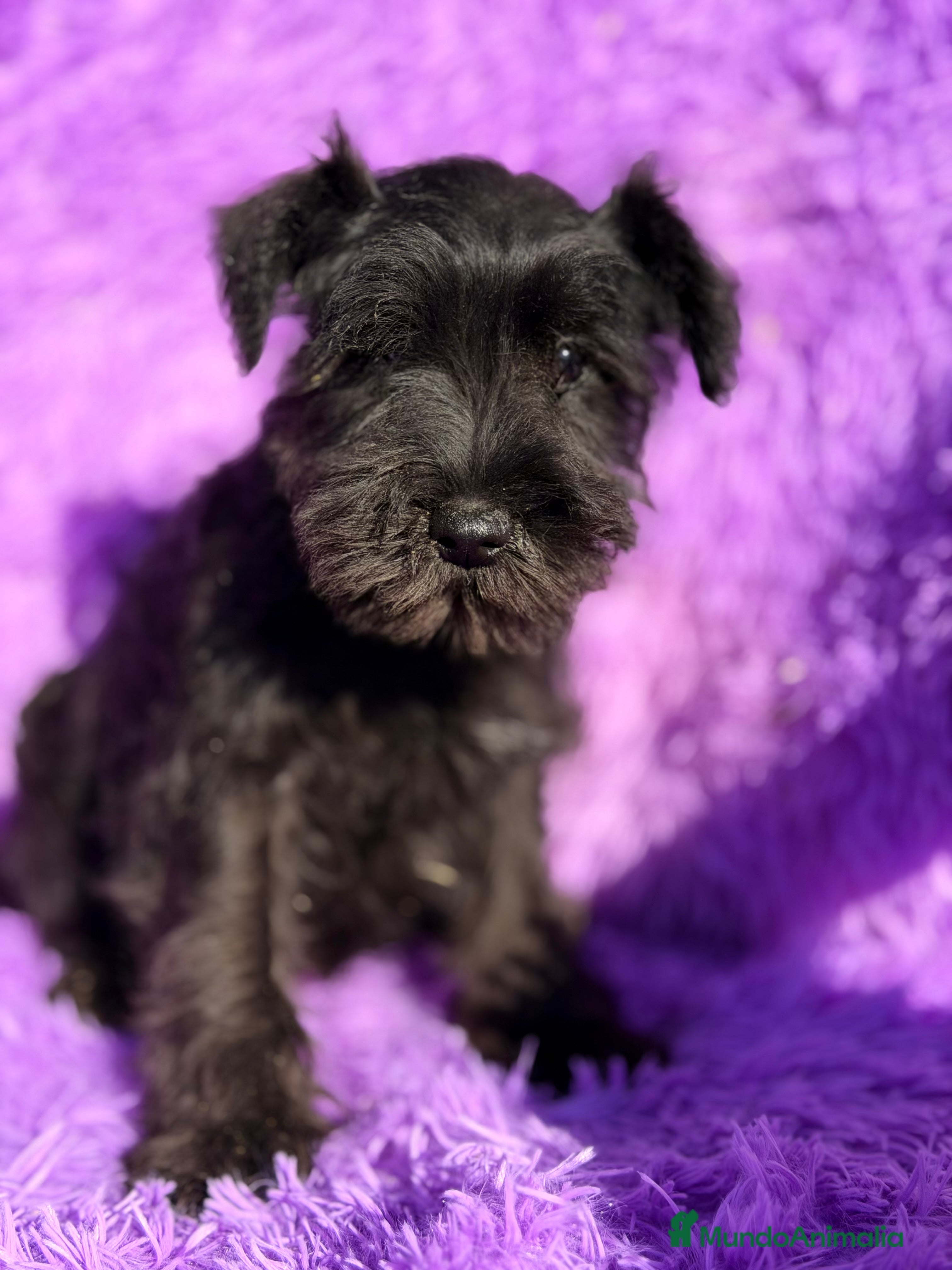 Schnauzer Miniatura perros Schnauzer negro azabache  - Anuncio 2