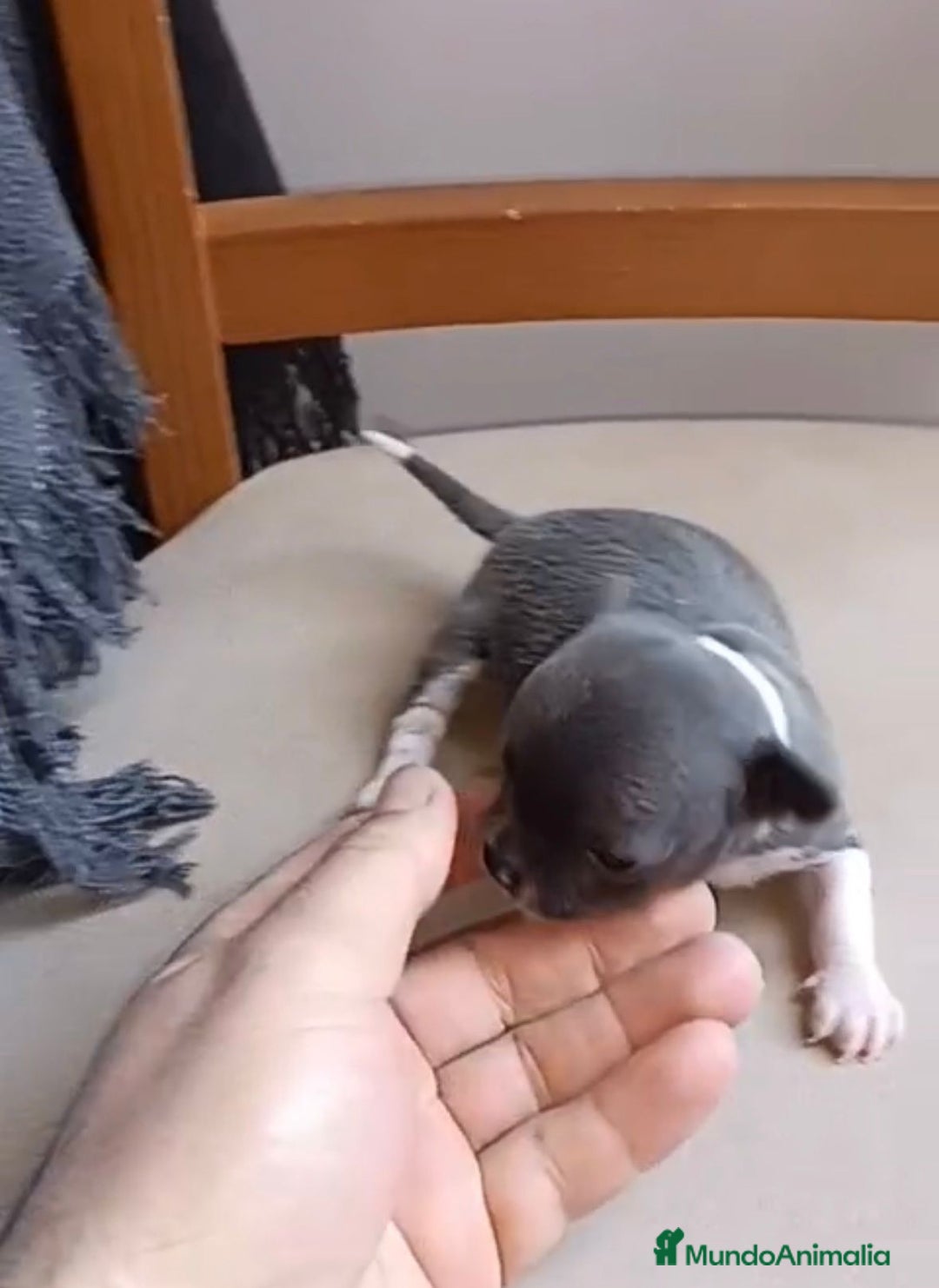 Chihuahua perros en venta: Chihuahua Mini toy blue - Anuncio 4