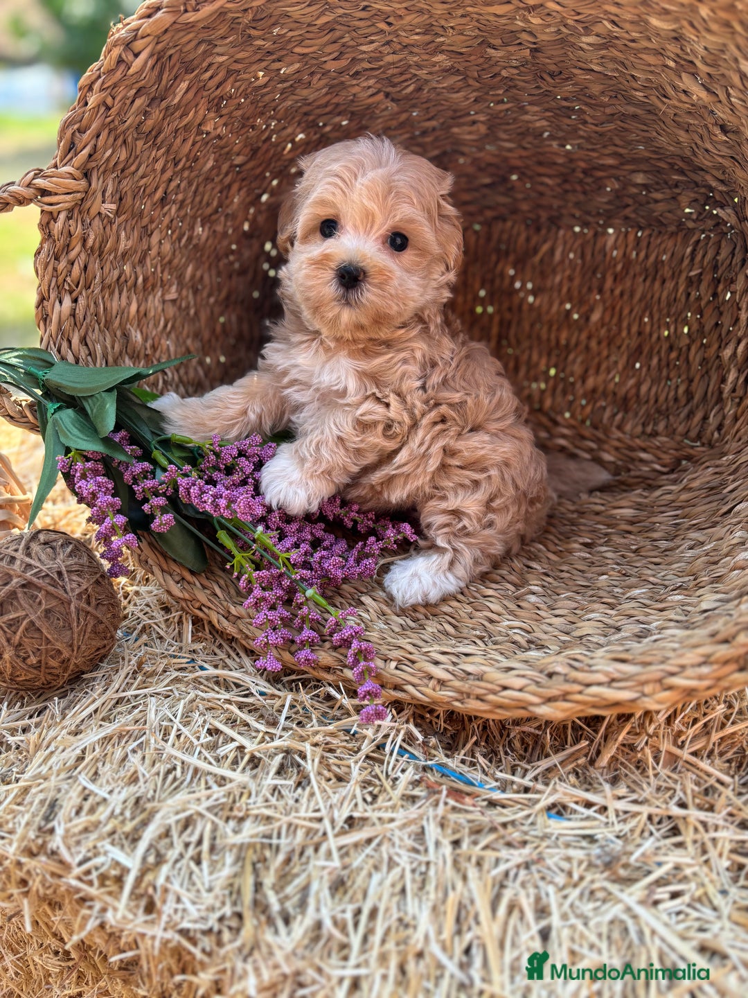Maltipoo perros en venta: Maltipoo Macho Disponible  - Anuncio 8