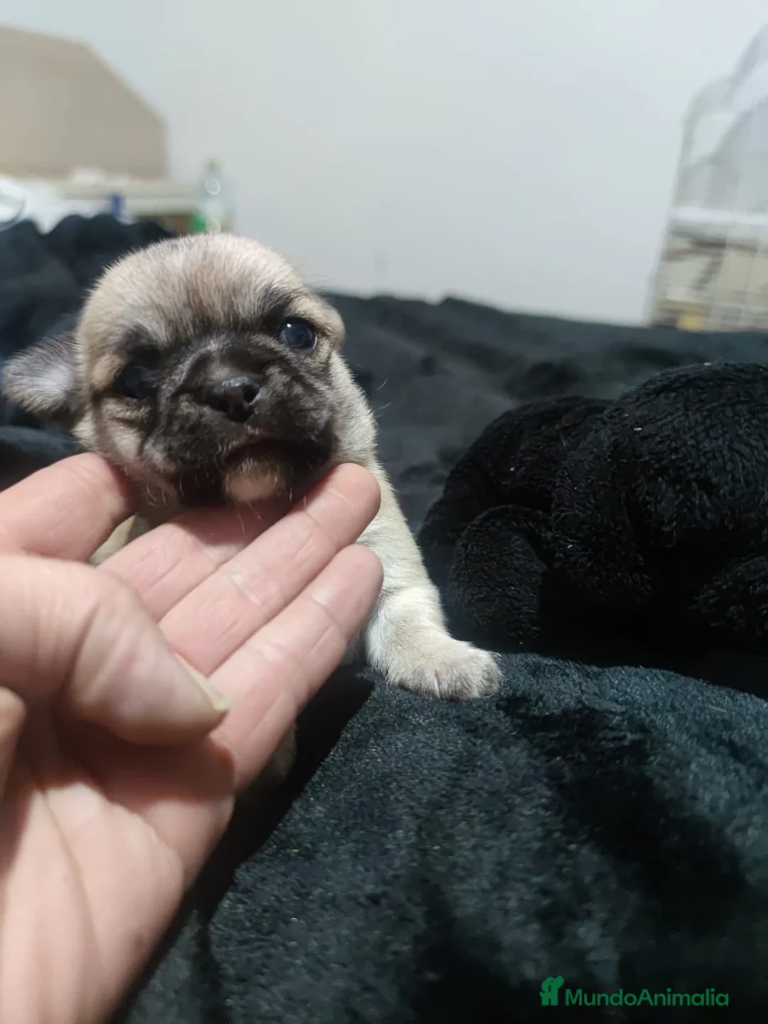 Chihuahua perros en venta: Hembra de chihuahua disponible  - Anuncio 2