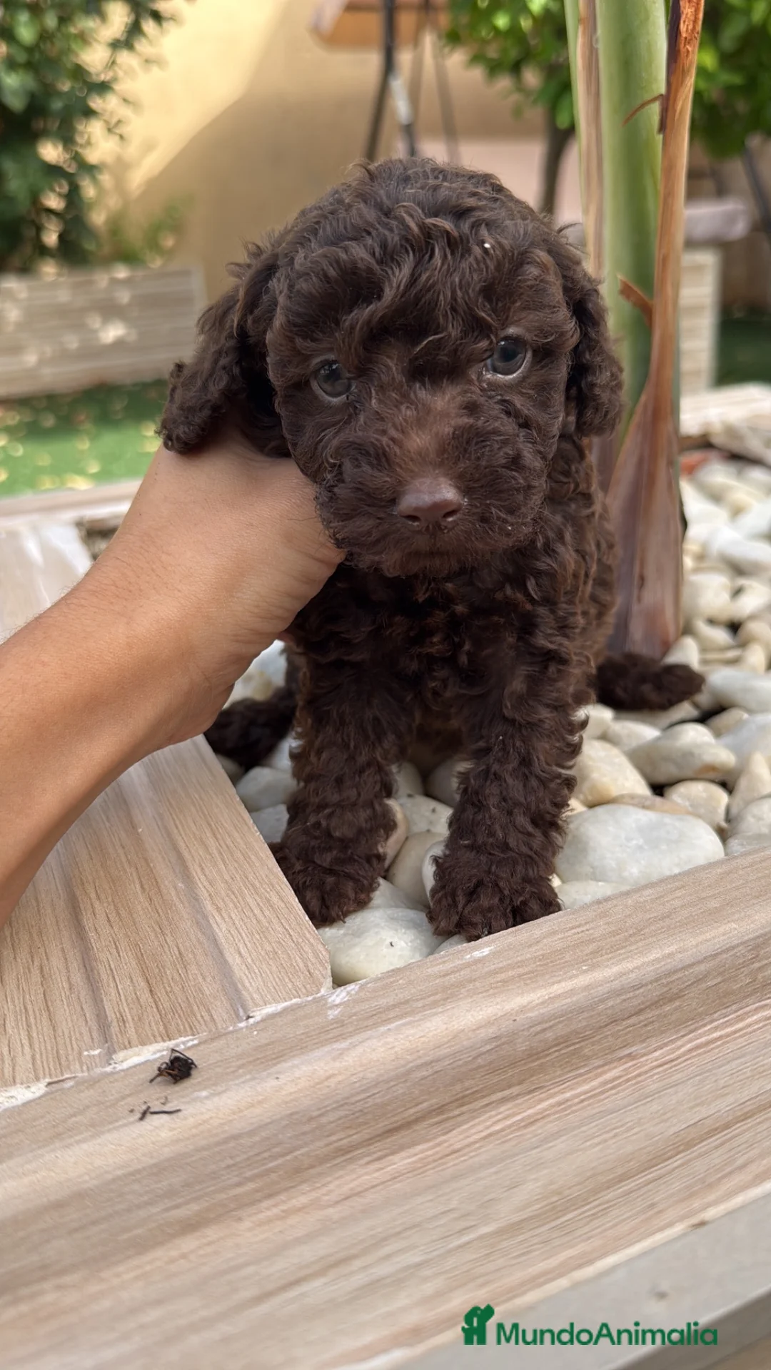 Caniche Toy perros en venta: Caniche Toy  - Anuncio 1