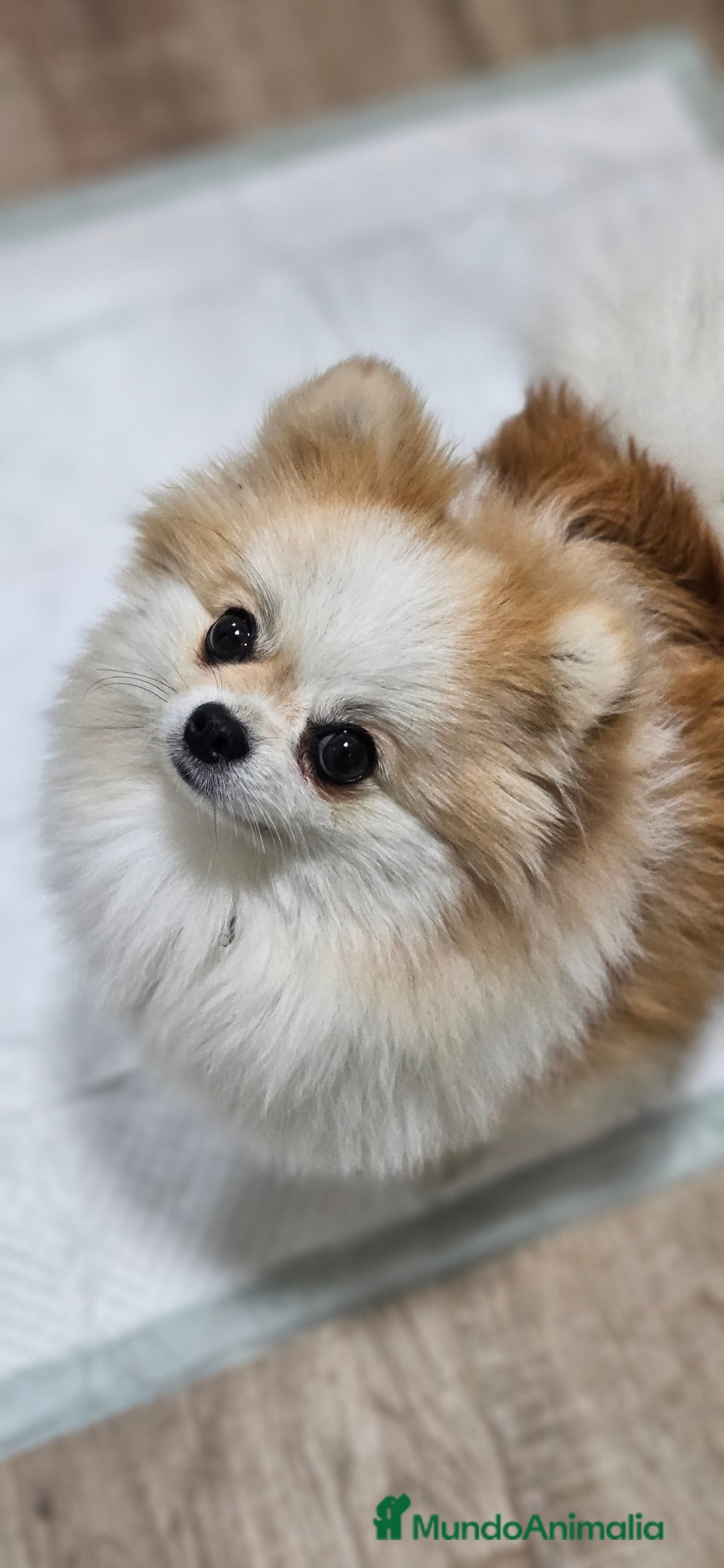 Pomerania perros en venta: Lulú d pomerania  - Anuncio 2