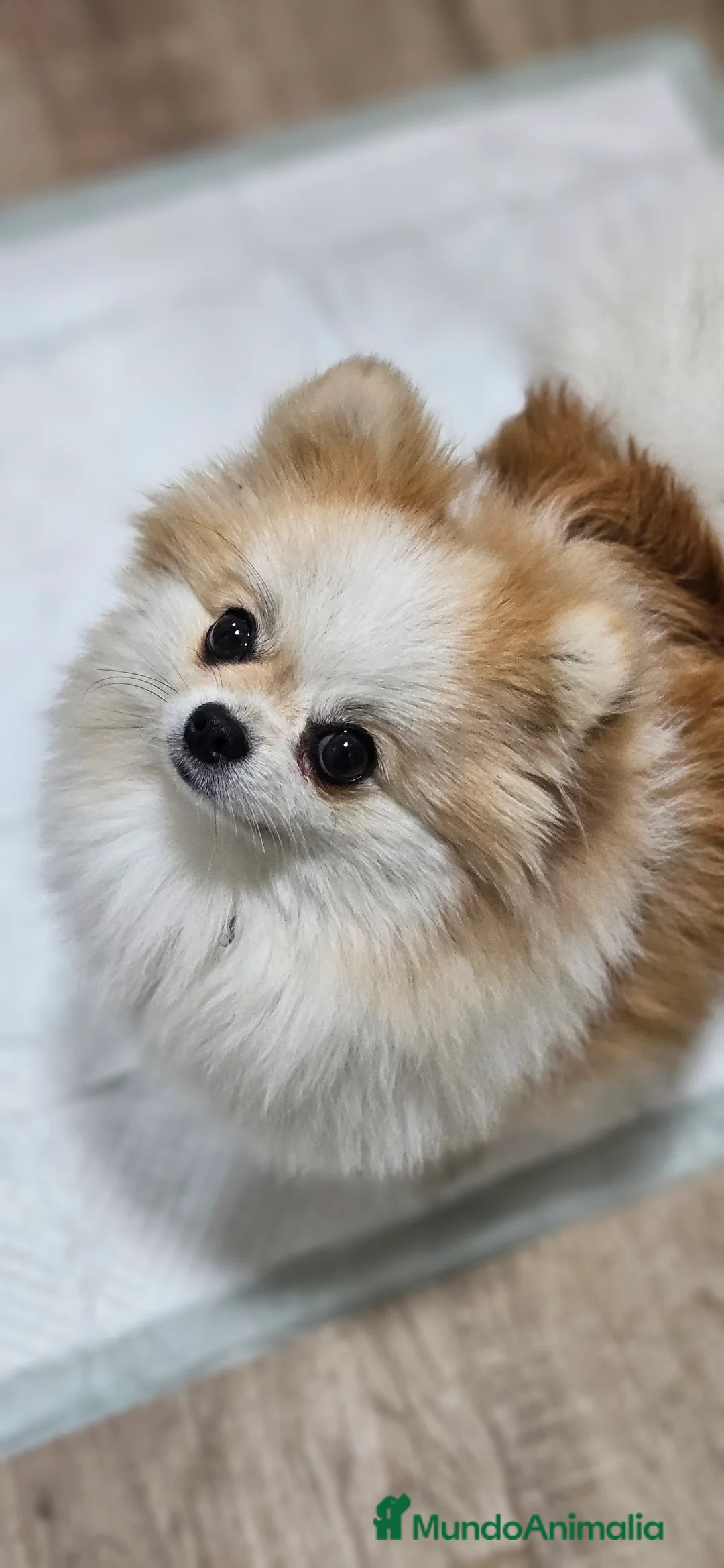 Pomerania perros en venta: Lulú d pomerania  - Anuncio 8