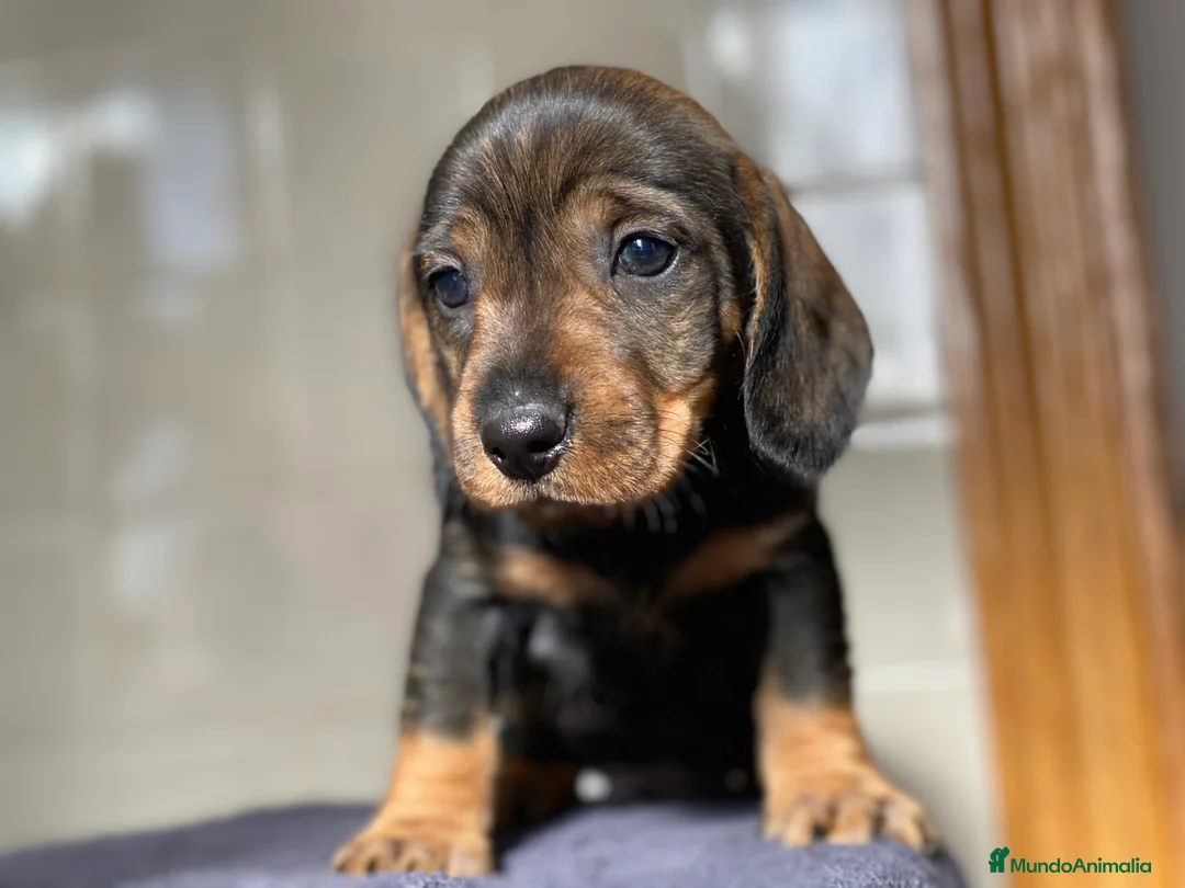 Teckel Miniatura perros en venta: Teckel. !  en Ciudad Real - Anuncio 2