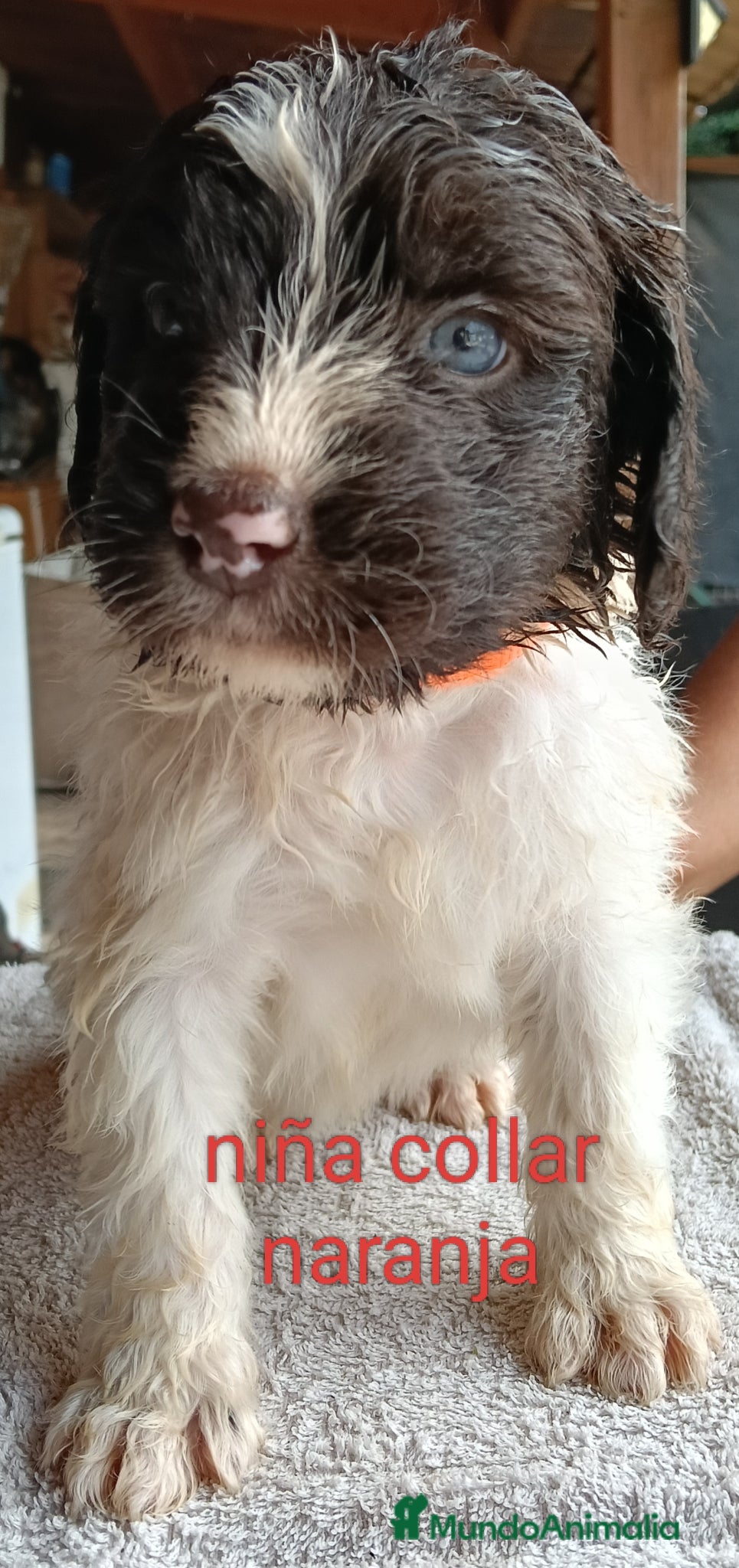 Labradoodle perros en venta: Labradoodles - Anuncio 8