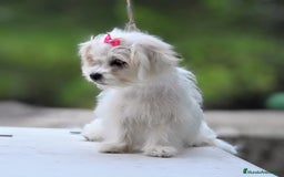 Bichón Maltés perros en venta: Camada de bichón maltés - Imagen 32