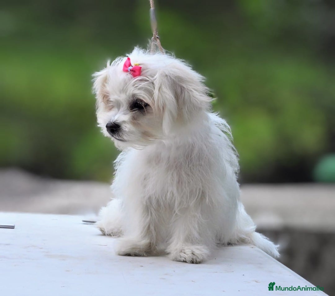 Bichón Maltés perros en venta: Camada de bichón maltés - Imagen 32
