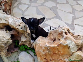 Chihuahua perros Chihuahua blue mini en Alicante - Anuncio 3