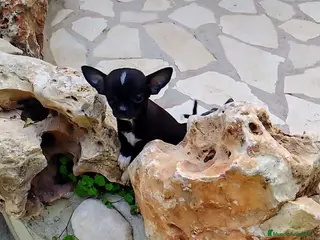 Chihuahua perros Chihuahua blue mini - Anuncio 2